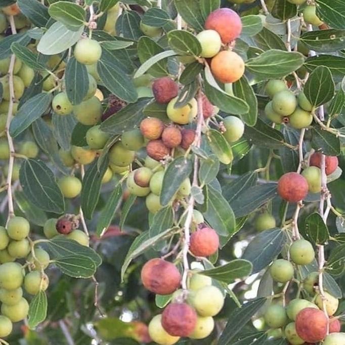 bibit buah bidara laut tanaman bibit TBTJ14 FFFF