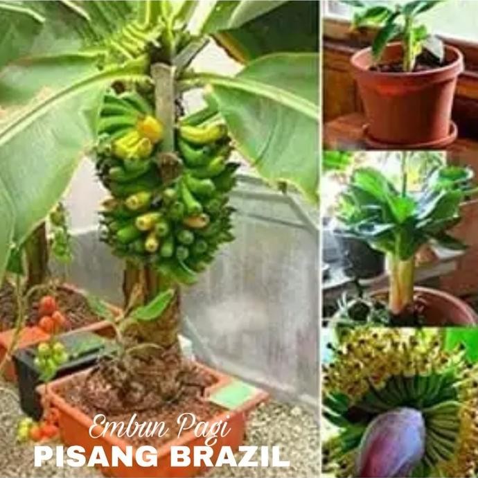 / Bibit Pohon Pisang Bril Pendek berbuah Tambulanpot PREMIUM
