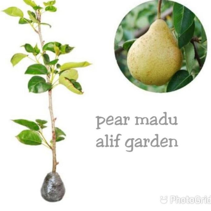 BIBIT BUAH PEAR PIR MADU SUPER CANGKOK SUPER NNNN