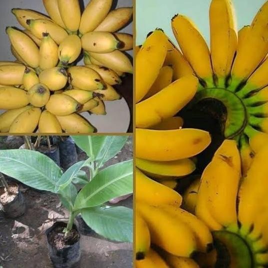 bibit pohon pisang mas kirana PREMIUM