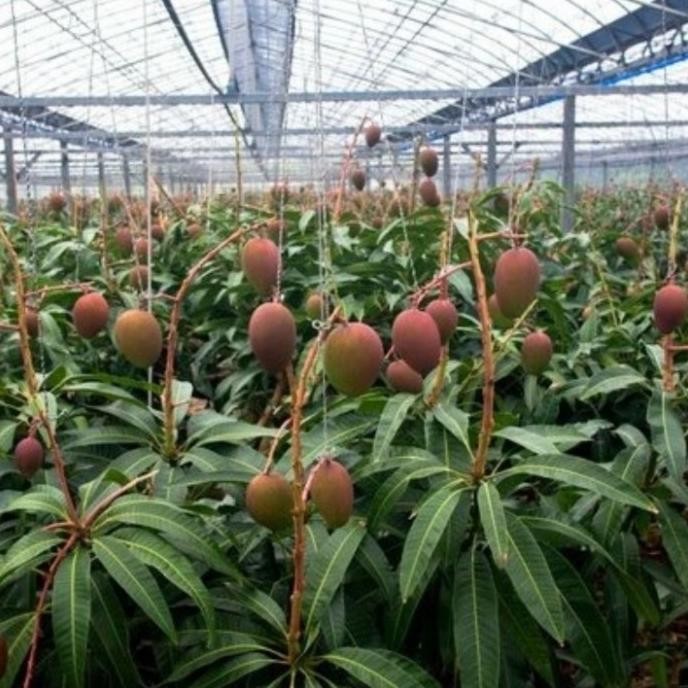 Pohon Mangga Miyazaki Berbuah/Bibit Pohon mangga miyazaki sudah buah