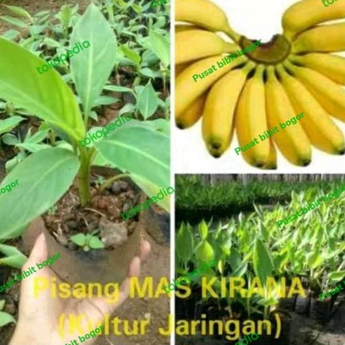 bibit pohon pisang mas Kirana super PREMIUM