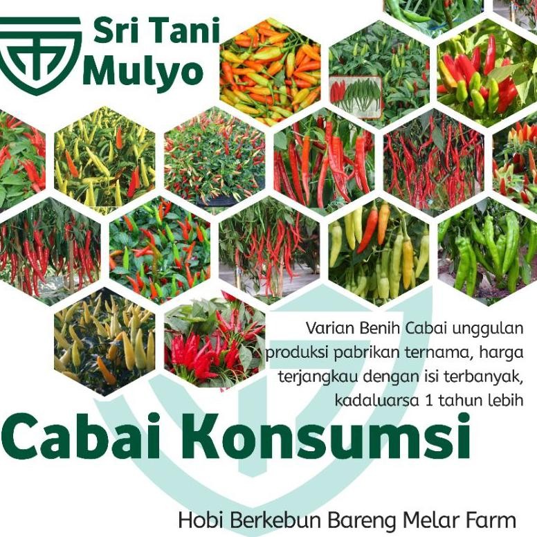 Bisa Cod Stm Bibit Cabe Konsumsi Benih Sayuran Cabai Rawit Merah Setan Sayur Unggul Cabe Setan Ori 2