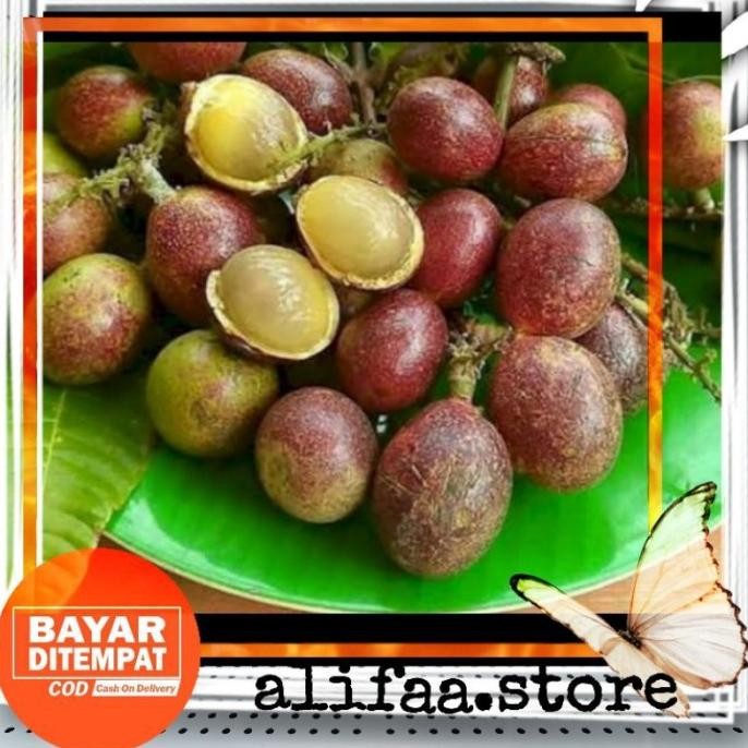 bibit buah matoa unggul // buah matoa SUPER NNNN