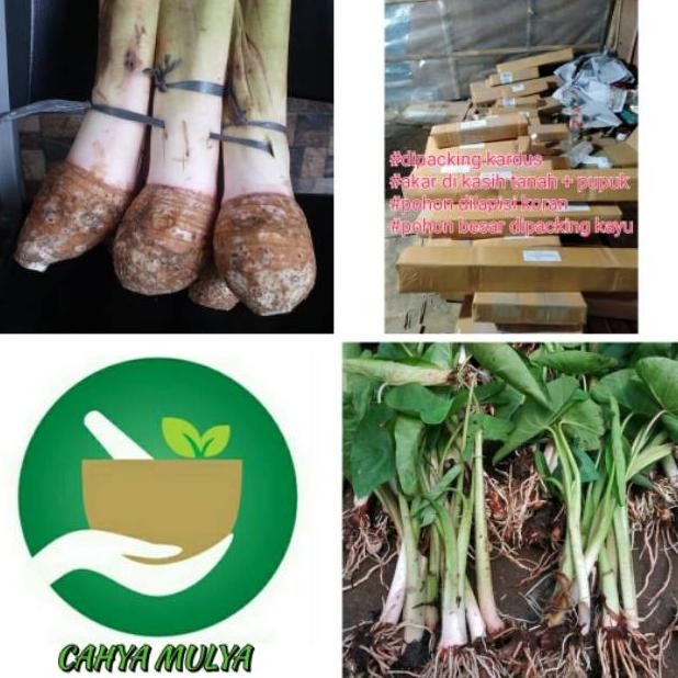 Bibit pohon tanaman talas Bogor - talas bentul isi 10 bibit SUPER NNNN