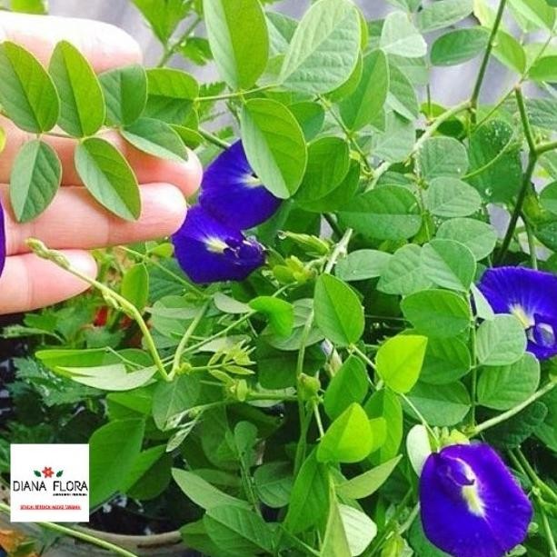 Tanaman Hidup Indoor Kembang Telang Bibit Tanaman Indoor Gantung