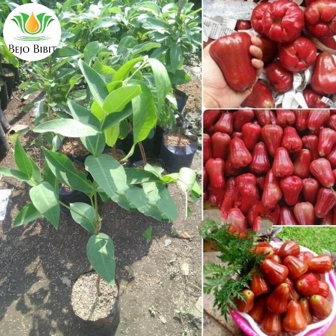 PREMIUM Bibit Pohon Jambu Air Cincalo Merah-Tanaman Jambu Cincalo Merah Super