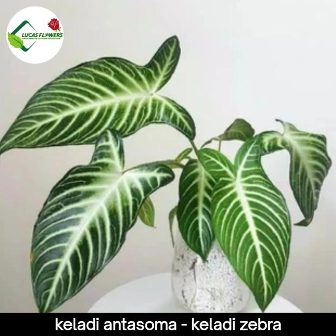 Terlaris Tanaman Hias Alokasi Antasoma - Keladi Zebra