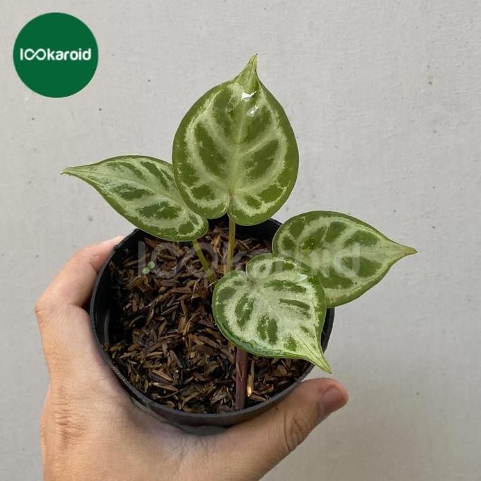 Terlaris Tanaman Hias Anthurium Kuping Gajah Dorayaki X Silver Blush