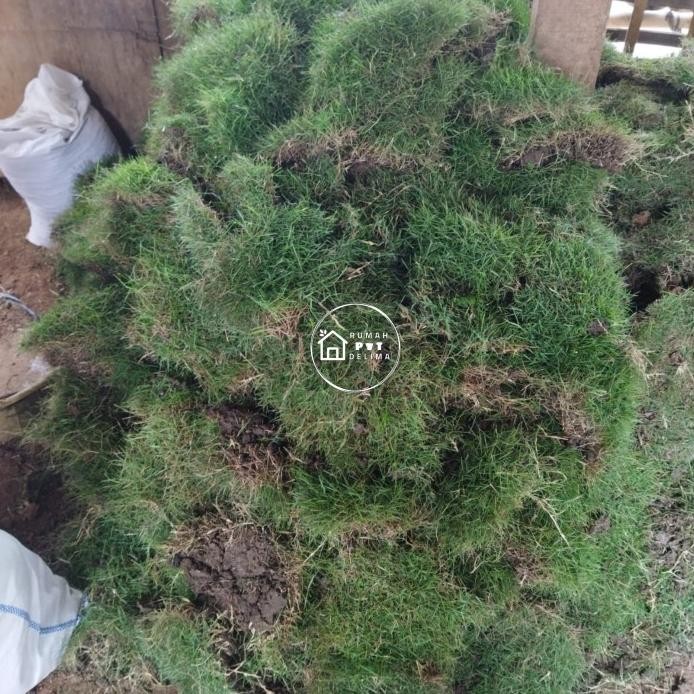 Rumput jepang (1 meter) murah