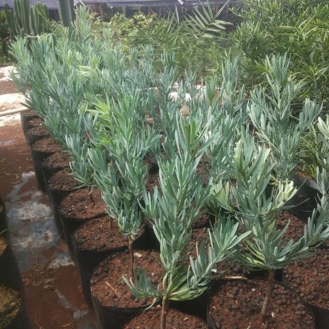 tanaman hias lohansung silver blue ice - lohansung silver blue ice ori murah