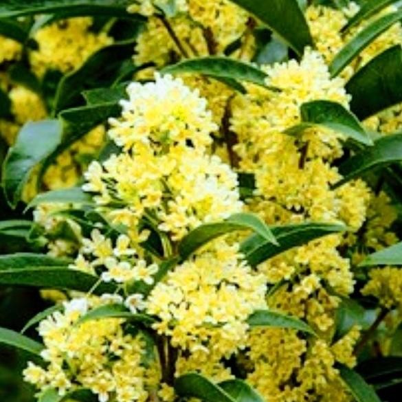 Bibit Tanaman Sweet Osmanthus murah