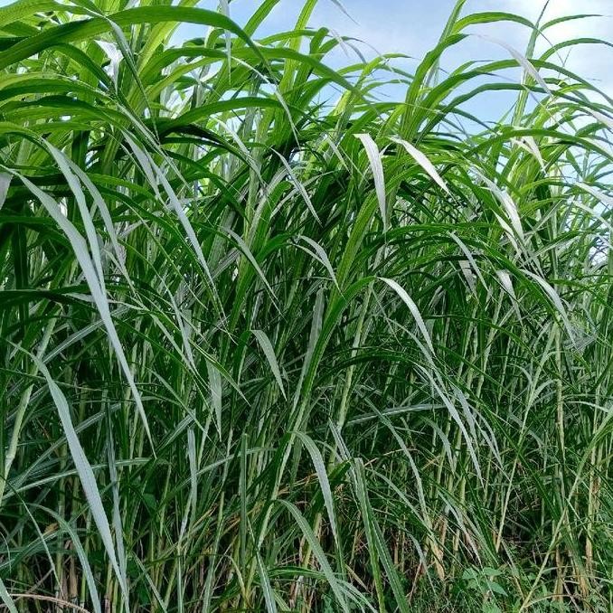 Bibit rumput pakchong 30 kg Tanaman bibit stek rumput pakchong murah