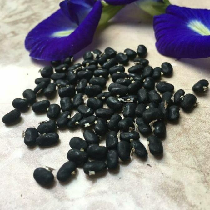 Biji Benih Bunga Telang Ungu 200 Butir / Benih Biji Bunga Telang Biru / Bibit Bunga Telang Biru / Ta