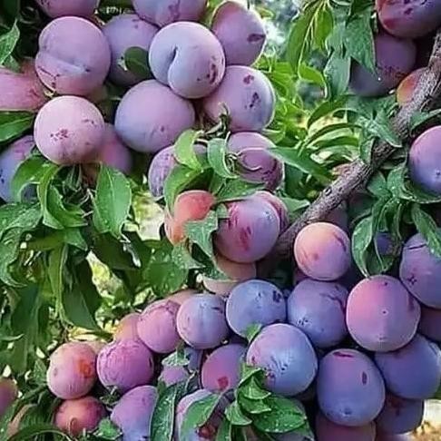 Bibit Buah Plum Ungu import premium - Buah Superfood Plum ungu FFFF PREMIUM