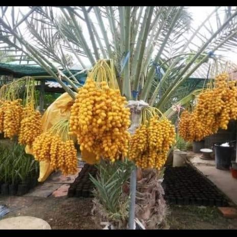 Bibit Pohon Kurma Tropis Jenis Ajwa / Bibit Buah Kurma Ajwa Asli FFFF PREMIUM