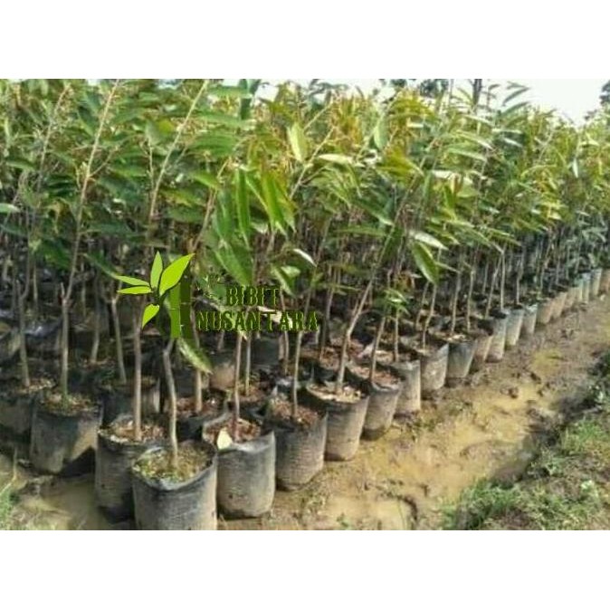 Bibit Buah Durian Musang King Cepat Berbuah Siap Tanam SUPER NNNN PREMIUM