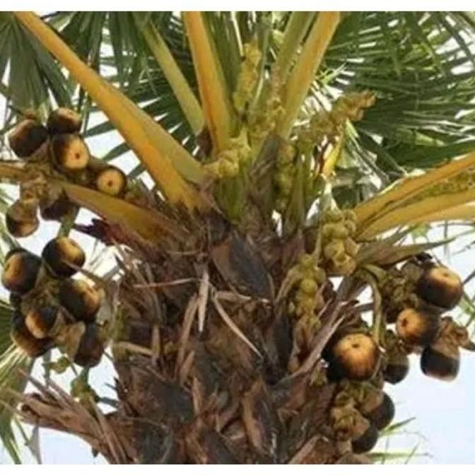 Yennybibit Biji Bibit Buah Siwalan / Pohon Lontar Bisa Jg Buat Bahan PREMIUM
