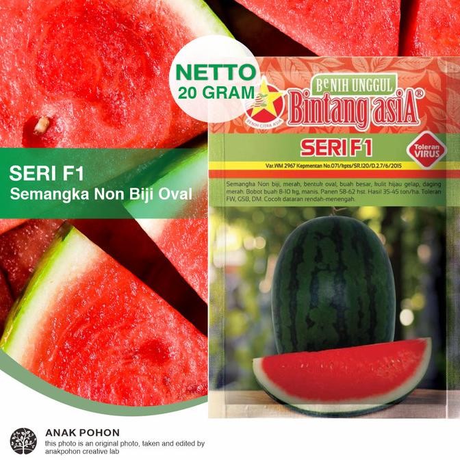 (1 PACK) Benih Semangka SERI F1 Merah Oval Non-Biji Seedless F1 Seed murah