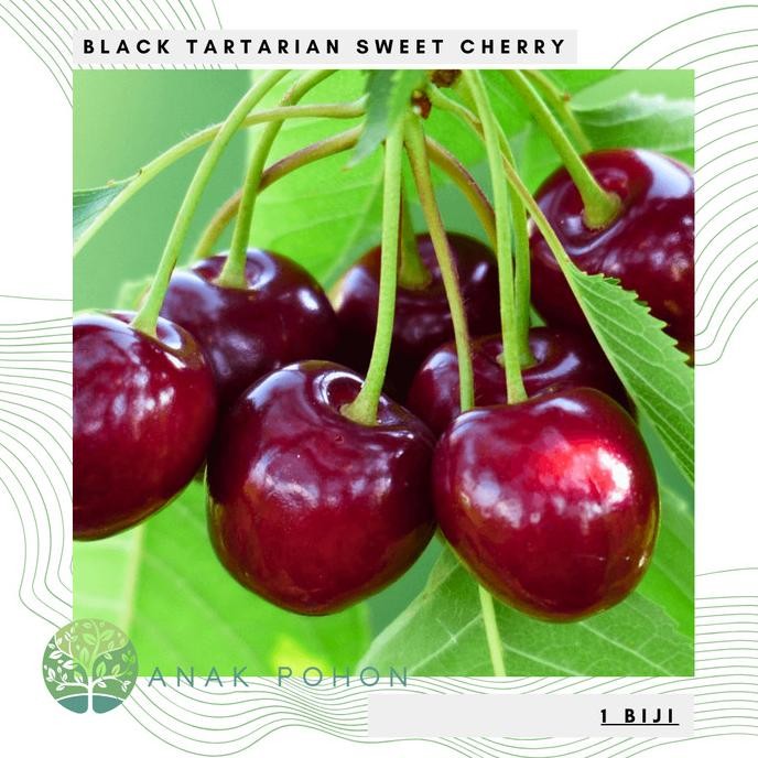 Benih Bibit Biji - Buah Ceri Hitam Manis Black Tartarian Sweet Cherry (Prunus avium) Seeds - IMPORT 