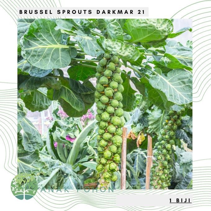 Benih Bibit Biji - Brussel Sprouts Darkmar 21 Kubis Mini Seeds murah