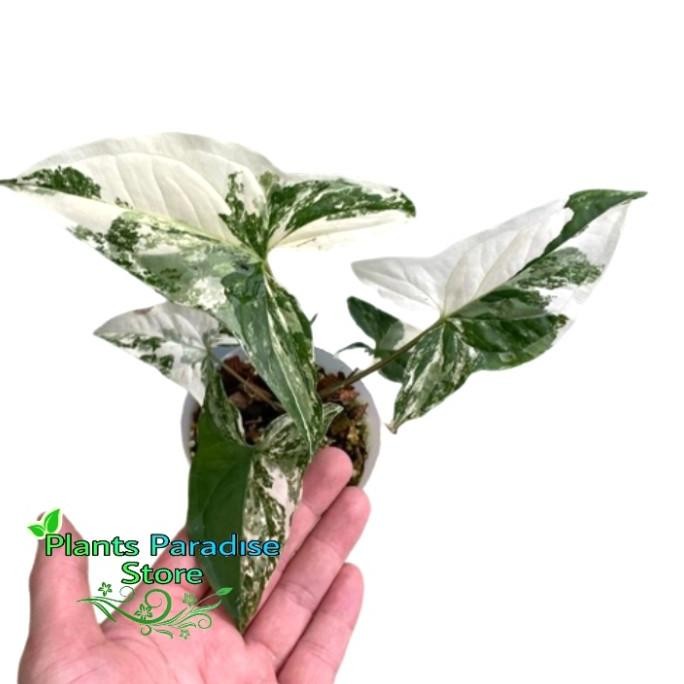 Terlaris Tanaman Hias Syngonium Albo - Syngonium Albo Variegata