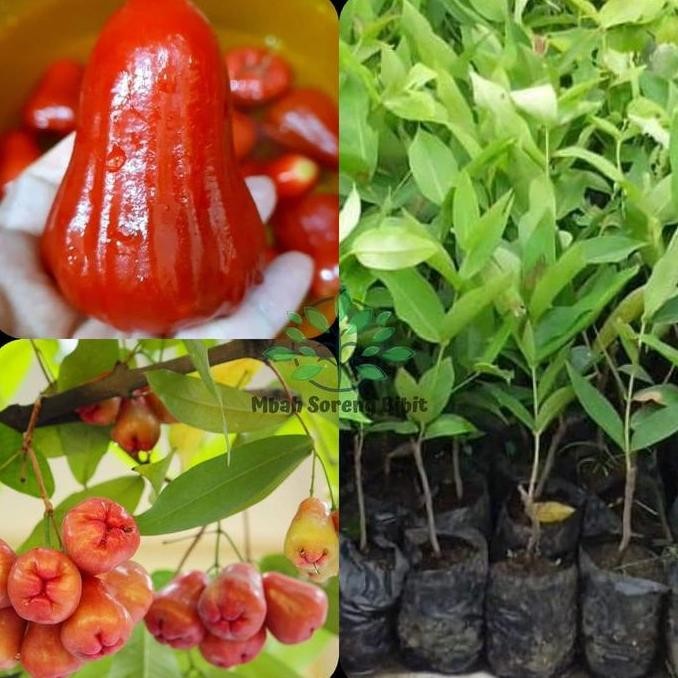 PREMIUM Bibit Jambu Air Lilin Merah