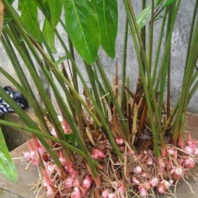 

Terlaris Bibit Lengkuas Tanaman Herbal