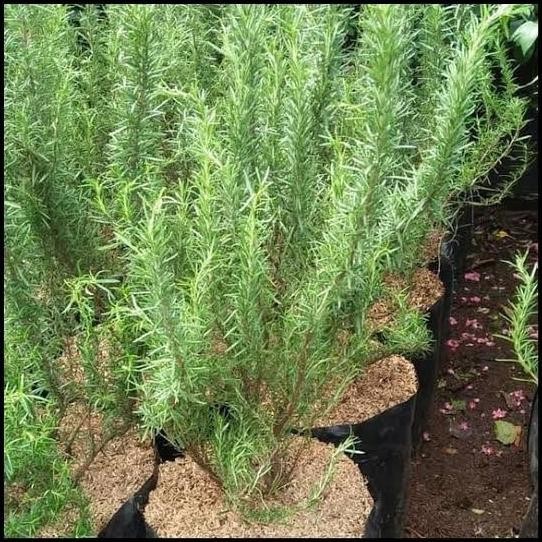 

Terlaris Tanaman Herbal Rosemary Ukuran Besar