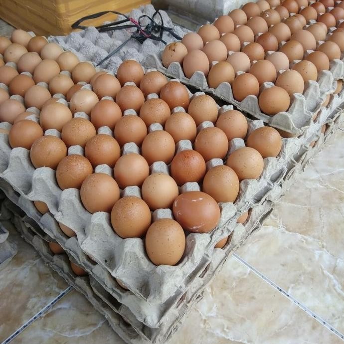 

Terlaris Telor Ayam/Telur Ayam 1Kg