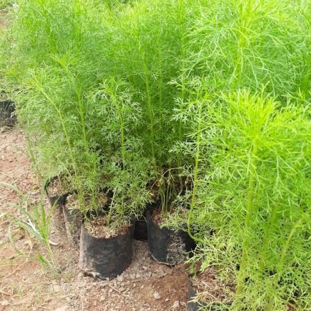 

Terlaris Bibit Tanaman Herbal Adas