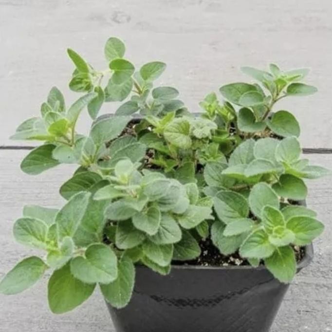 

Tanaman Herbal Oregano // bahan bumbu masak