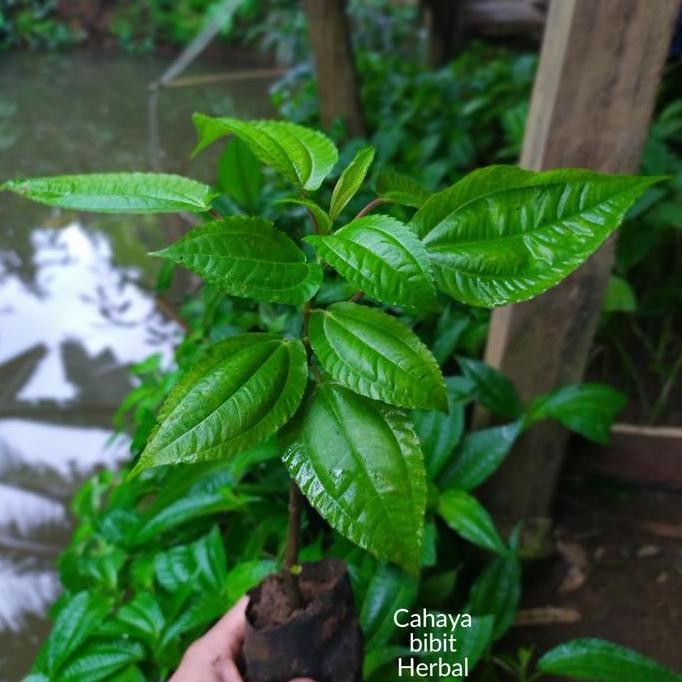 

Terlaris Bibit Tanaman Pohon Pohpohan Organik Pohpohan Herbal Sayur