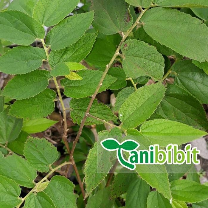 

Terlaris Bibit Tanaman Buah Seri - Kersen - Karsen - Herbal