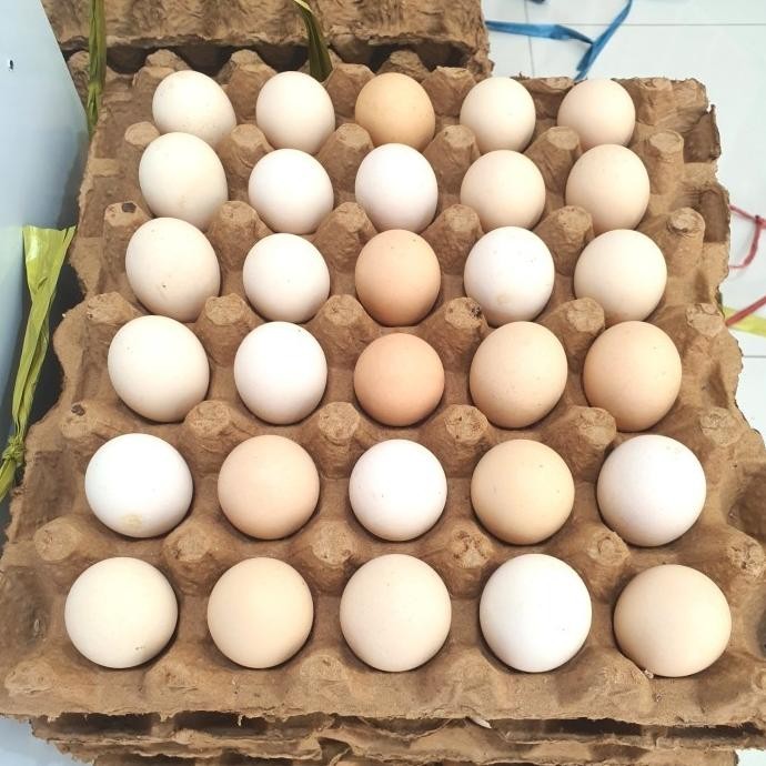 

Terlaris Telor / Telur Ayam Kampung Kuning Dijamin Asli Dan Fresh