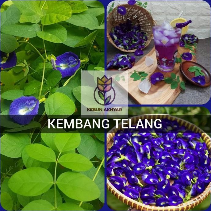 

Terlaris Kembang Telang Tanaman Hias Herbal Bunga Teleng Bahan Makanan Alami