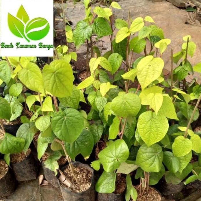 

Terlaris Tanaman Herbal Bibit Daun Sirih Kuning Bahan Jamu Keseha Sedbli 4206Hy