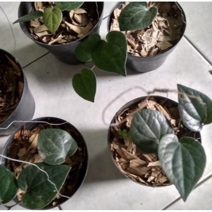 

Terlaris Paket 3 Bibit Tanaman Daun Sirih Merah Hijau Hitam Pohon Obat Herbal