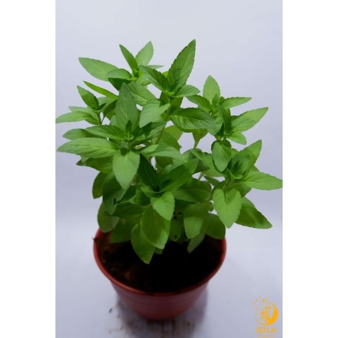

Terlaris Bibit Tanaman Rempah/Herbal Pemanis Daun Stevia Pohon Hidup