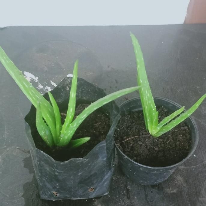 

Terlaris Tanaman Herbal Lidah Biaya - Aloe Vera - Bibit