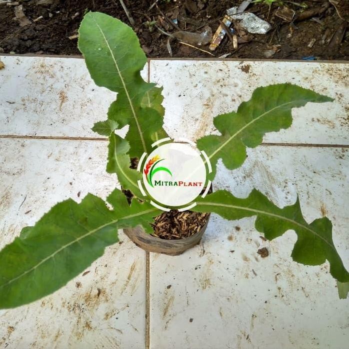 

Terlaris Bibit Tanaman Daun Tempuyung - Pohon Lampuyung - Tanaman Herbal