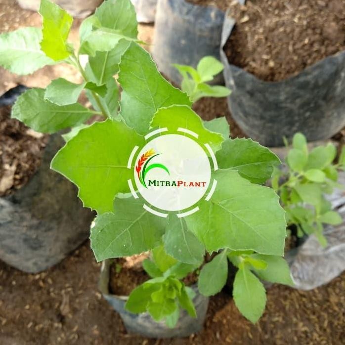 

Terlaris Bibit Tanaman Daun Beluntas - Pohon Daun Beluntas - Tanaman Herbal