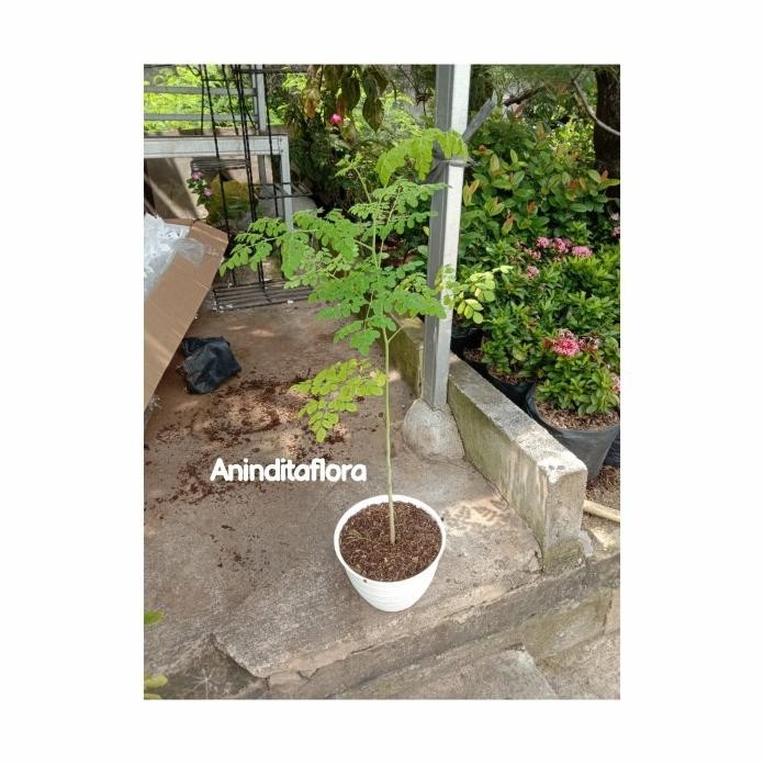 

Terlaris Tanaman Herbal Daun Kelor + Pot Putih