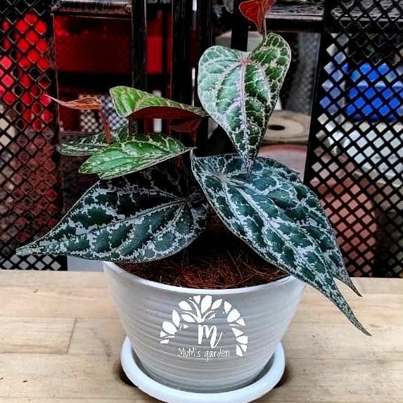 

Terlaris Tanaman Hias Sirih Merah - Tanaman Hias Herbal Sirih Merah