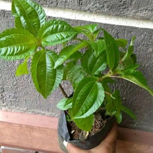 

Terlaris Tanaman Herbal,Pohon Poh Pohan