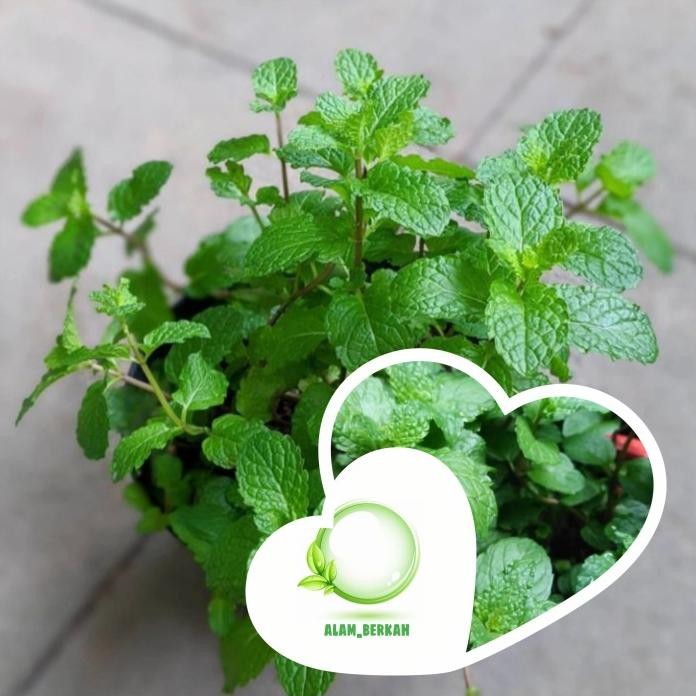 

Terlaris Bibit Tanaman Daun Mint/Tanaman Herbal
