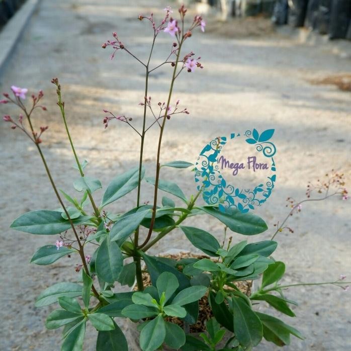 

Terlaris Tanaman Bunga Ginseng Hias Herbal Obat