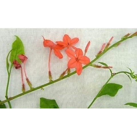 

Terlaris Bibit Tanaman Herbal Pohon Ceraka Merah