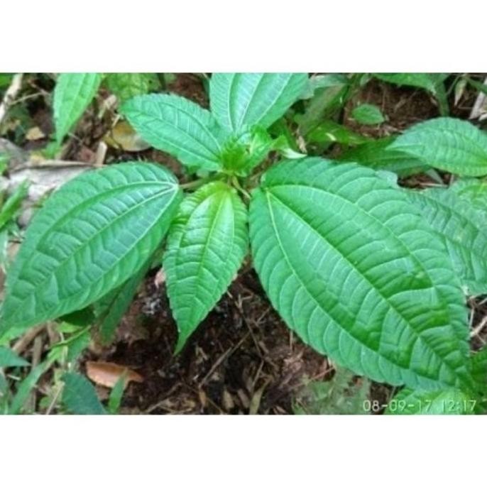 

Terlaris Silahkan Cod Bibit Tanaman Pohpohan Daun Pohpohan Tanaman Herbal Pohon Terlaris