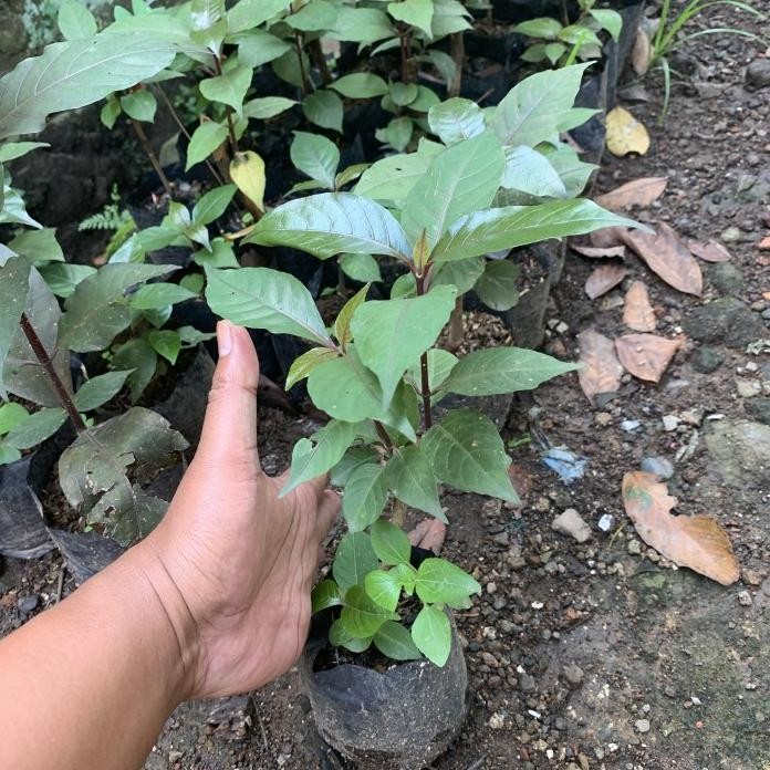 

Terlaris Bibit Pohon Daun Ungu - Tanaman Herbal Handeleum